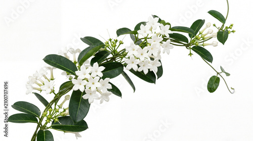 A delicate Stephanotis vine displaying clusters of white flowers and lush green leaves against a clean white background