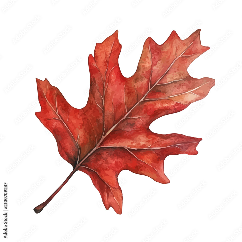 Naklejka premium Red Oak Leaf, watercolor drawing vector, isolated on a white background.