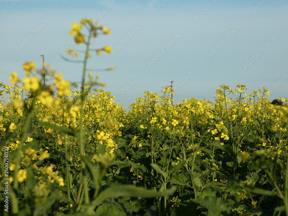 Obraz premium Yellow Canola Blossoms Across Farmland in Paraguay