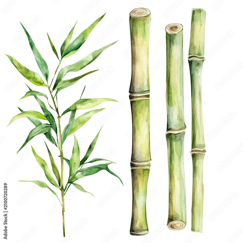 Obraz premium Bamboo High Quality, watercolor painting vector, isolated on a white background.