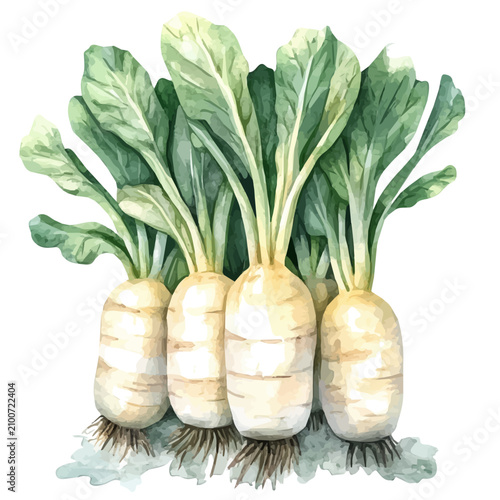 Obraz na plátne watercolor of Arrowroot High Quality, vector, isolated on a white background