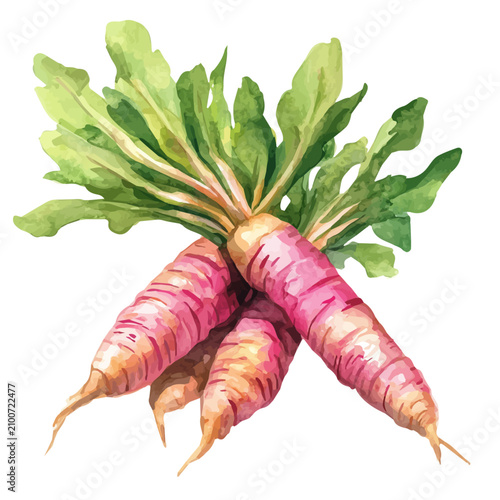 Cuadro en lienzo watercolor of Arrowroot High Quality, vector, isolated on a white background