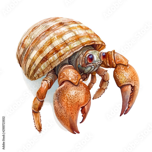 Hermit Crab, detailed watercolor painting, isolated on a white background.