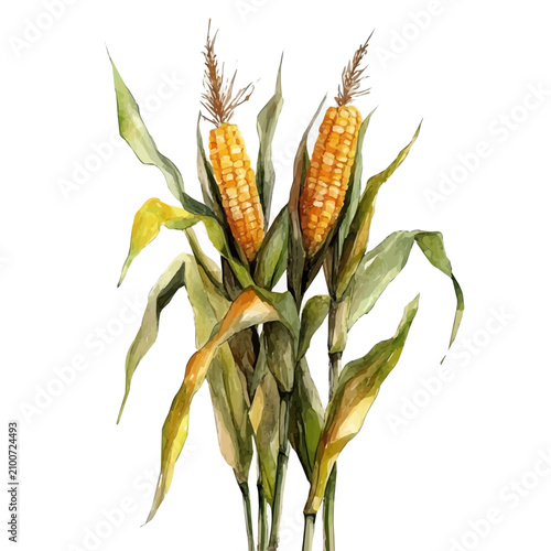 Harvest Corn Stalks, detailed watercolor painting, isolated on a white background.