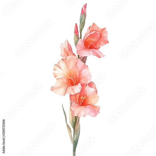 watercolor painting of Gladiolus Flower graphic, isolated on a white background.