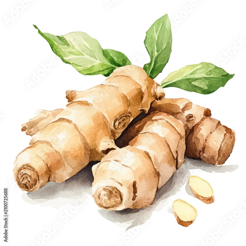 Ginger, vibrant watercolor vector, isolated on a white background, high quality and detailed design.