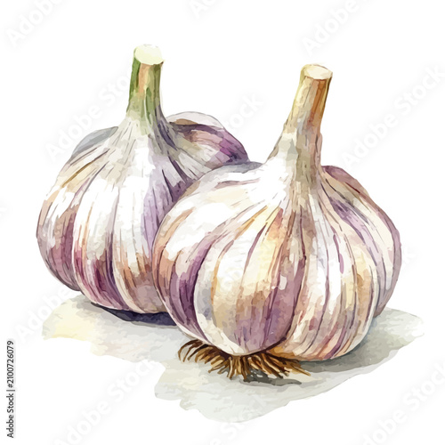 watercolor graphic of Garlic illustration, isolated on a white background.