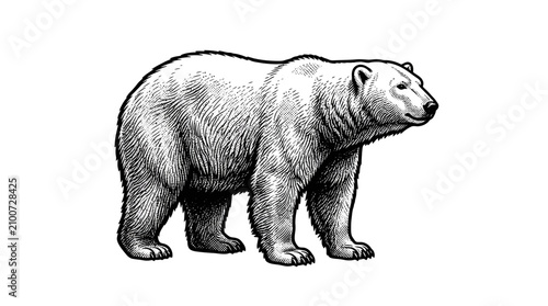 Schilderij op canvas Large polar bear standing profile view.