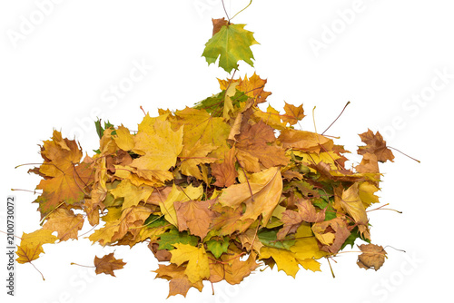 Pile of autumn yellow maple leaves on PNG background.