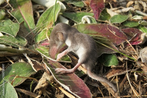 Foto Small baby shrew on grass in the garden, closeup