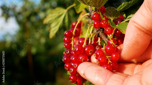 Photography Woman's hand checking the ripeness of red currants and picking ripe berries from the bush