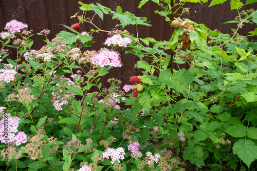 Raspberries and Spiraea in a Blooming Garden