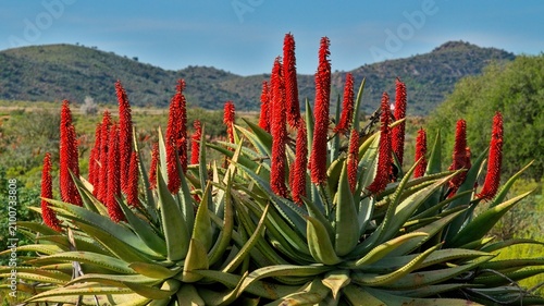 Like red jewels in the afternoon sunlight, winter flowering aloes (Aloe ferox) brighten  up the Klein Karoo near Uniondale. 