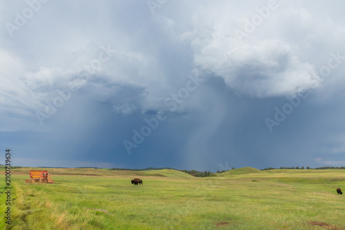 Bison in a field at Windcave National Park, South Dakota