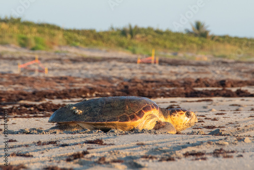 Foto A sea turtle crawls along the beach while a biologist marks nest sites in the background