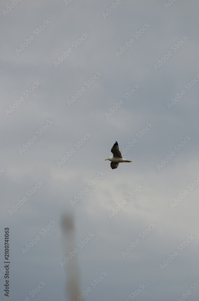 Fototapeta premium A seagull in flight
