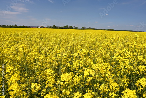 Mecklenburg-Vorpommern, Rapsblüte im Mai