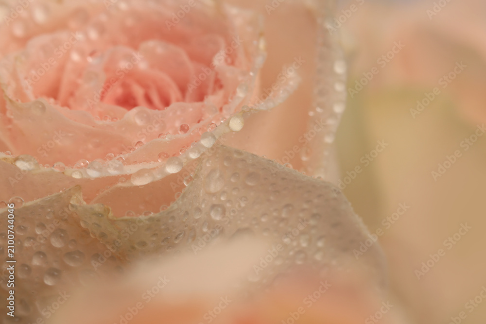 Fototapeta premium Smoke close-up selective soft focus cream pink beige Rose Flower bud.Petal and water Drops. Natural blur background.
