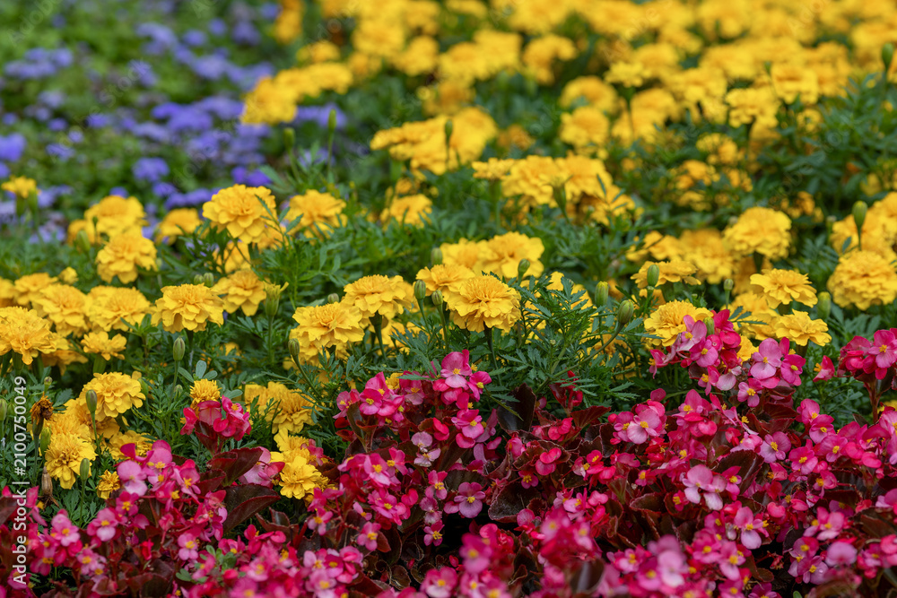 Obraz premium Marigolds and other colorful flowers in a flowerbed 
