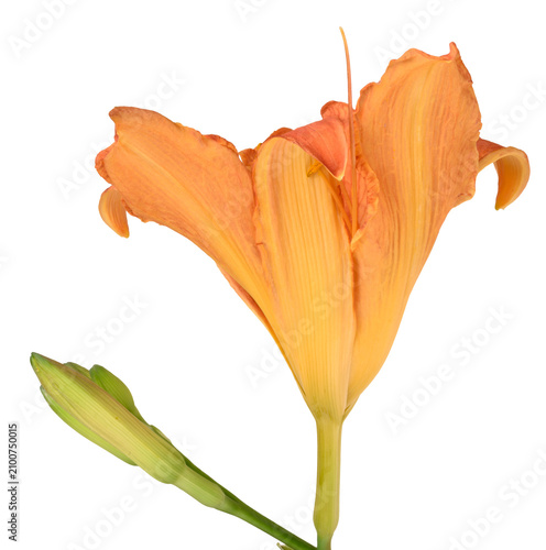 Принти на полотні Open orange daylily flower with long stamens and unopened green buds on stem