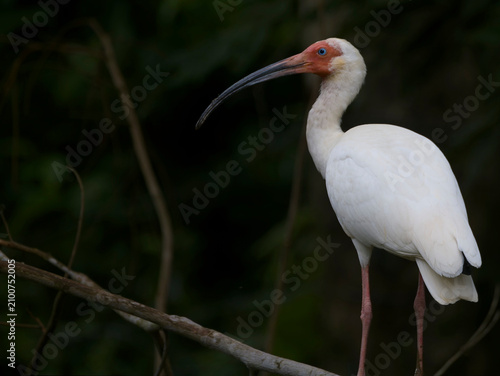 white ibis 