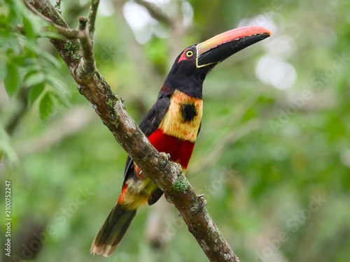 toucan on a branch