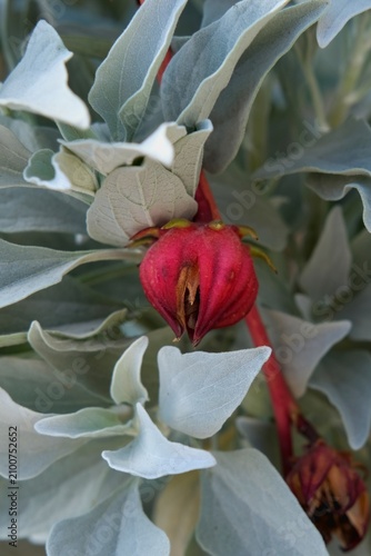 Foto Red seed pods growing on silver leaf ornamental shrub for sustainable urban landscaping in Dubai
