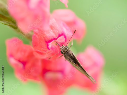 butterfly on pink flower