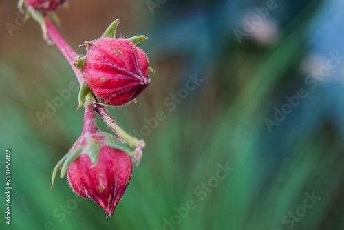 Foto Close up of red seed pods on ornamental shrub used in Dubai landscaping