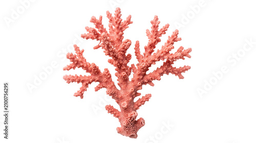 Coral reef, pink coral branch, marine life, ocean decoration, aquarium element
