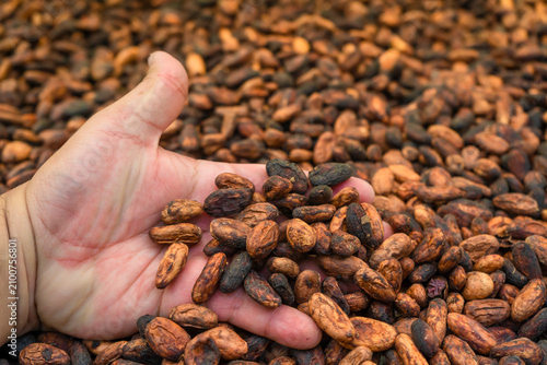 Cuadro en lienzo Aromatic cocoa beans as a background