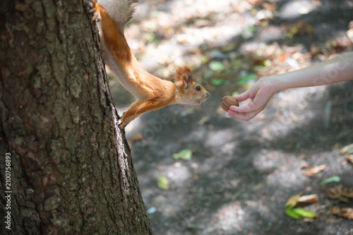A child's hand gives a nut to a squirrel.