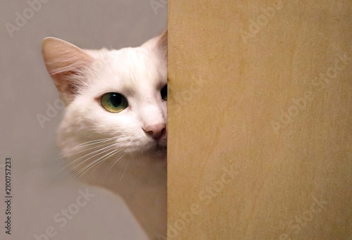 Bild auf Leinwand A curious snow-white Turkish Angora cat cautiously peeks around the corner