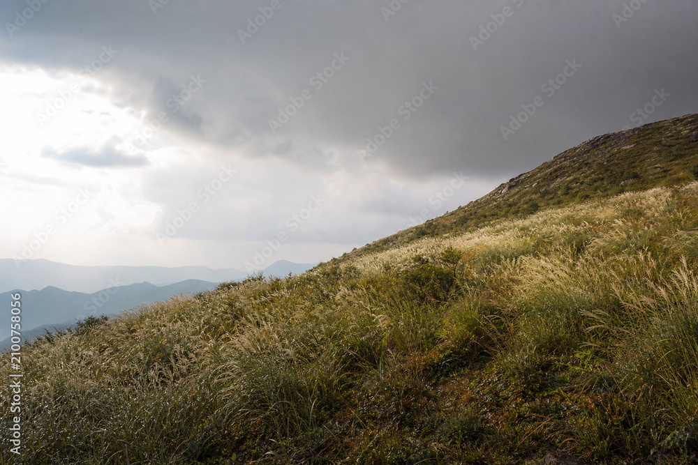 Fototapeta premium 雨上がりの山腹に広がるススキと明るい雲間