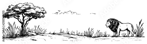 Obraz na płótnie Lion standing in African savanna landscape with acacia tree sketch style