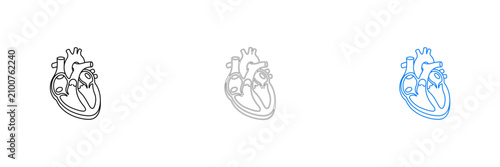 Medical illustration of human heart with blood vessels and circulation stages isolated on transparent background, Vector