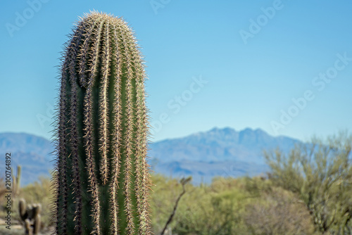 Принти на полотні Saguaro cactus in the desert