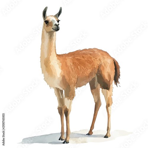 Photos Llama Soft And Charming, cute watercolor illustration with intricate patterns and vibrant splashes, isolated on a white background