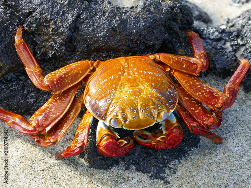 Overhead close-up view of sally lightfoot crab on beach of Galapagos islands