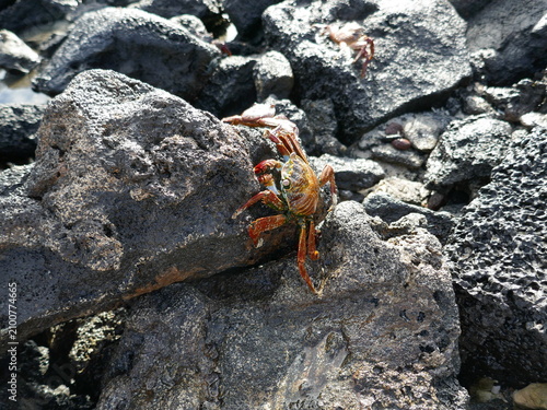 Volcanic rock of Galapagos islands with sally lightfoot crab crawling