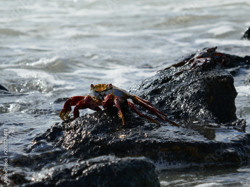 Sally lightfoot crab crossing wet volcanic rock on ocean shore of Galapagos islands