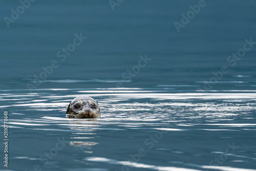Bild auf Leinwand Curious harbor seal looking directly at the camera while floating in calm coastal waters