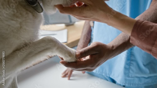 African American male veterinarian holding dog paw during medical checkup while Caucasian female owner comforting pet. Clip is ideal for veterinary clinic promos or pet insurance advertising