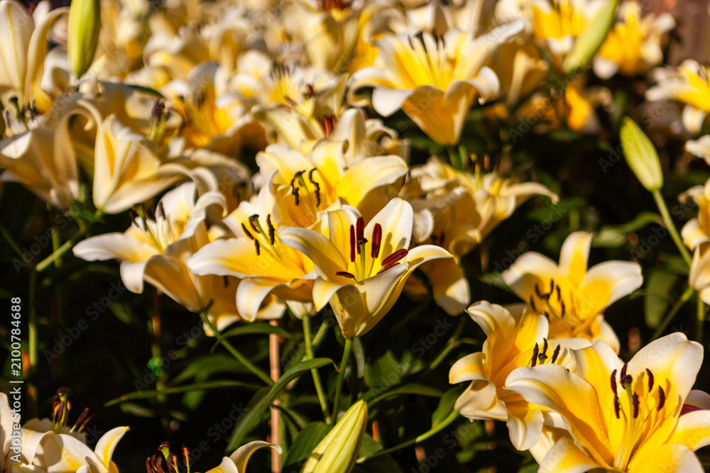 Obraz premium Vibrant yellow lilies blooming in a lush garden in Thailand during summer.