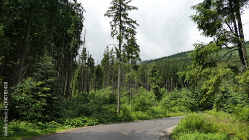 Forest road through pine trees in the Tatra Mountains, Poland