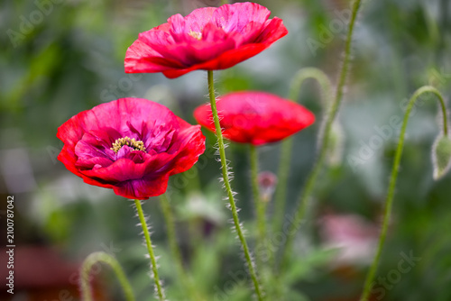 Cuadro en lienzo Close up of Red Shirley Pandora Poppy Flowers in Garden