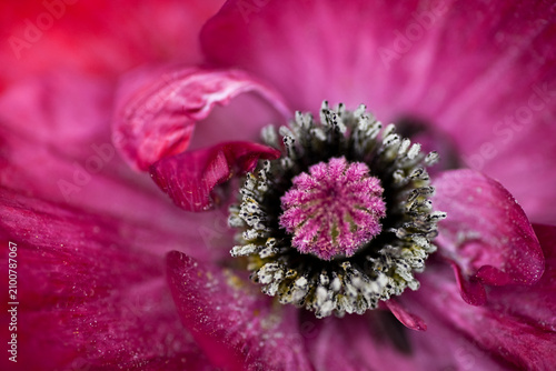 Quadro su tela Close up of Red Shirley Pandora Poppy Flowers in Garden