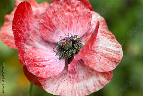 Cuadro en lienzo Close up of Red Shirley Pandora Poppy Flowers in Garden