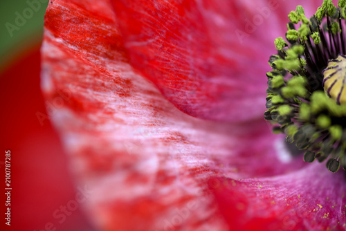 Fotografía Close up of Red Shirley Pandora Poppy Flowers in Garden