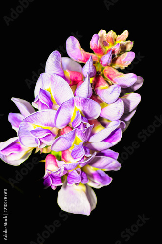 Front view, close distance of, purple and white Wisteria buds beginning to develop into flowers with black background, under studio strobe lighting